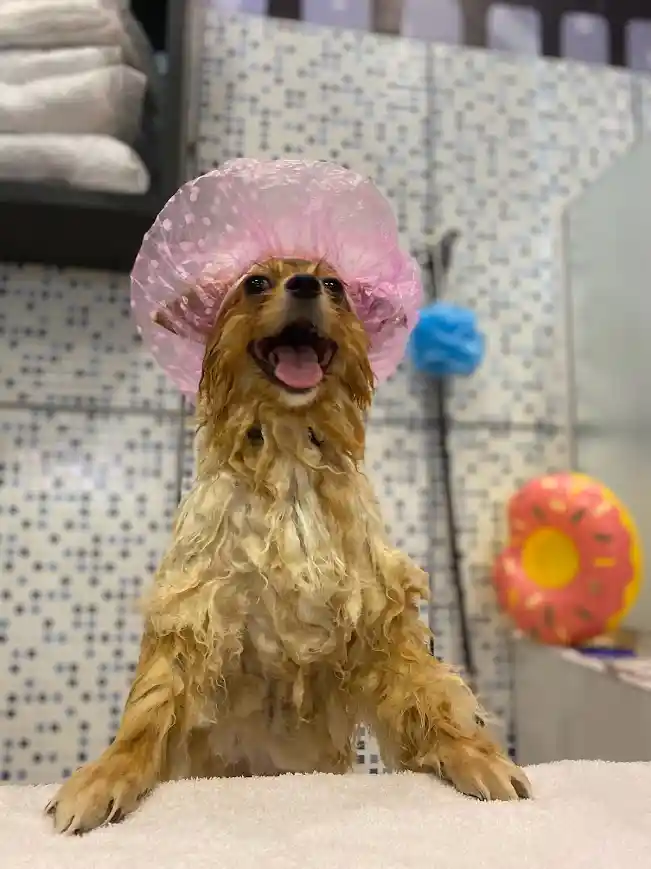 Galeria Mania Pet Center 3