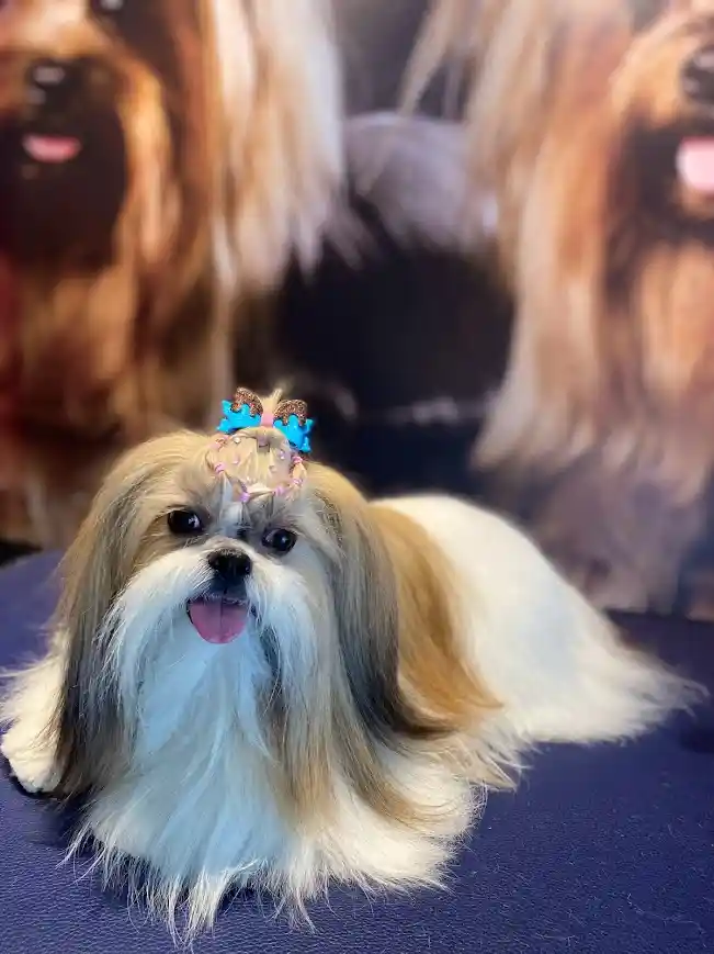 Galeria Mania Pet Center 4